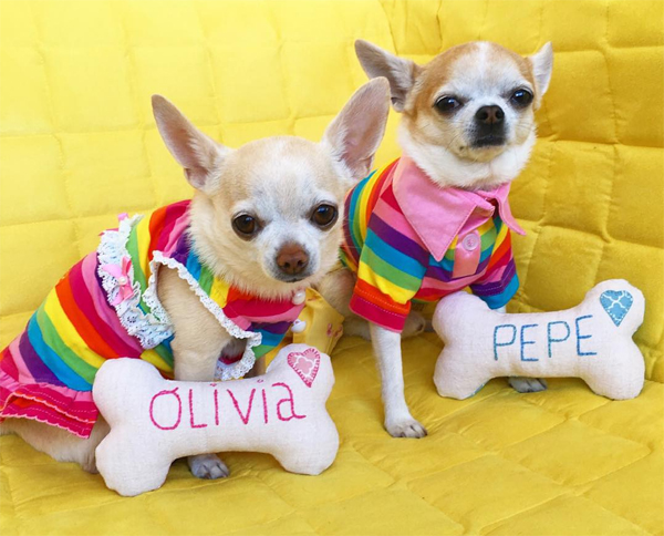 estefania-garcia-con-dos-tacones-pepe-olivia-chihuahuas
